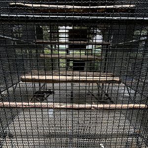 Common Marmoset Exhibit #2 - Lion Park