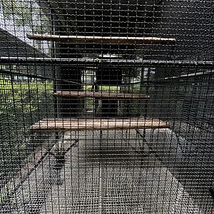 Coati Exhibit #2 - Lion Park