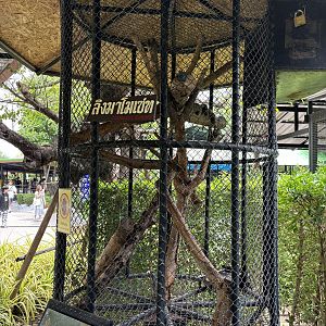 Common Marmoset Exhibit #3 - Lion Park