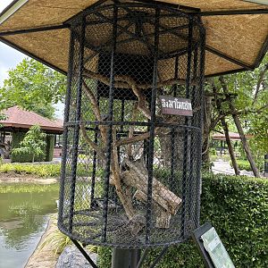Common Marmoset Exhibit #4 - Lion Park