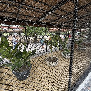 Lesser Chevrotain Exhibit - Lion Park