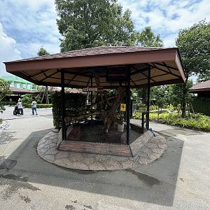 Raccoon Exhibit #3 - Lion Park