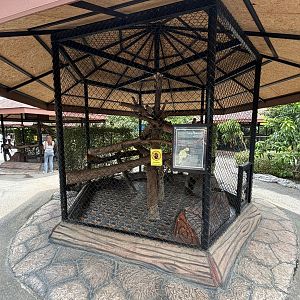 Raccoon Exhibit #4 - Lion Park