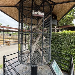 Common Marmoset Exhibit #5 - Lion Park