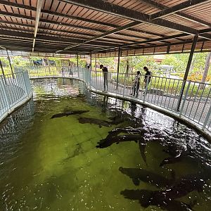 Arapaima Tank - Lion Park