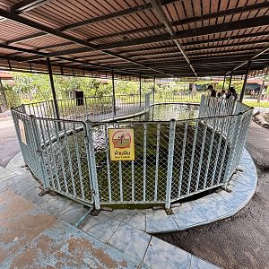 Arapaima Tank - Lion Park