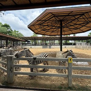 Zebra Exhibit - Lion Park