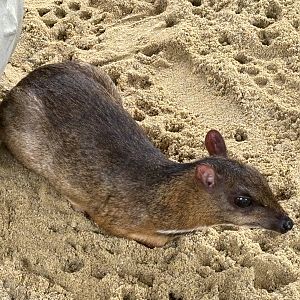 Lesser Chevrotain - Lion Park