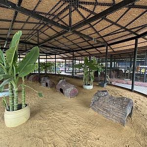 Red-necked Wallaby Exhibit - Lion Park