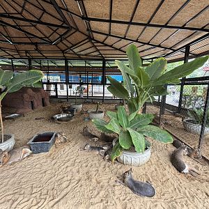 Mara Exhibit - Lion Park