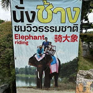 Elephant Ride Poster - Lion Park