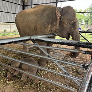 Asian Elephants - Lion Park