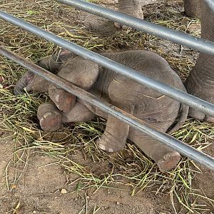 Baby Asian Elephant - Lion Park