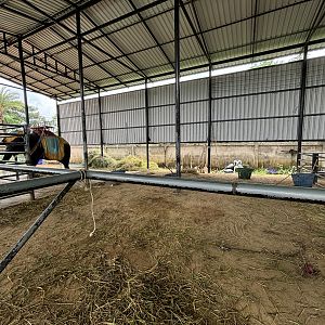 Asian Elephant Barn - Lion Park