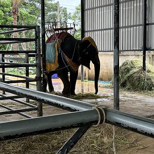 Asian Elephant - Lion Park