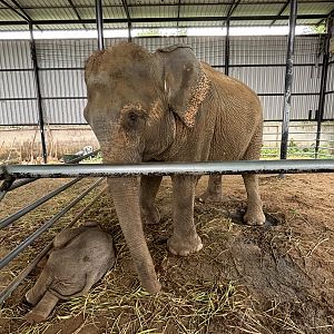 Asian Elephants - Lion Park
