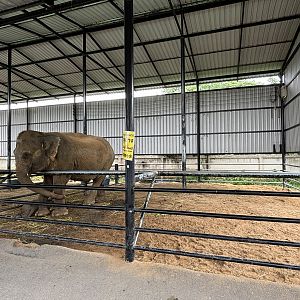 Asian Elephant Barn - Lion Park