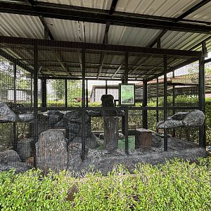 Caracal Exhibit - Lion Park