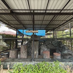 Serval Exhibit - Lion Park