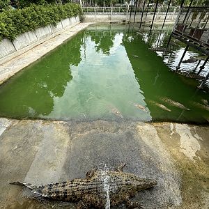 Croc Pools Zone - Lion Park