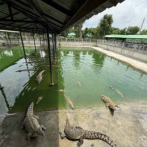 Croc Pools Zone - Lion Park