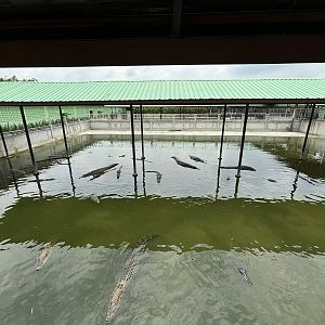 Croc Pools Zone - Lion Park