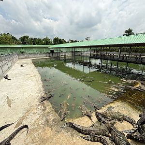Croc Pools Zone - Lion Park