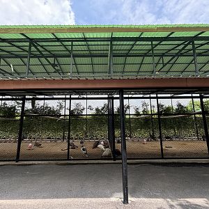 Indian Peafowl Aviary - Lion Park