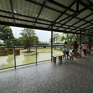 Common Hippo Exhibit - Lion Park