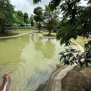 Common Hippo Exhibit - Lion Park