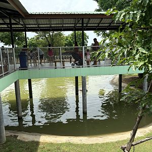 Common Hippo Exhibit - Lion Park