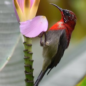 Crimson Sunbird (Aethopyga siparaja siparaja)