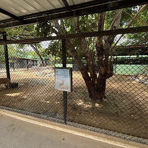 Barbary Sheep Exhibit - Lion Park