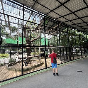 Red-faced Spider Monkey Exhibit - Lion Park