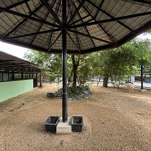 Rhea Exhibit - Lion Park