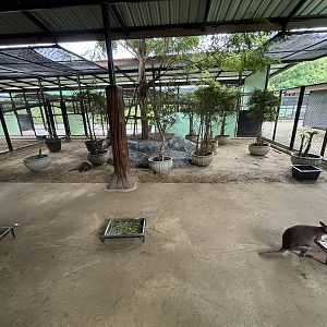 Dusky Pademelon Exhibit - Lion Park