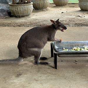 Dusky Pademelon - Lion Park
