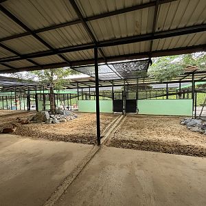 Indian Muntjac Exhibit - Lion Park