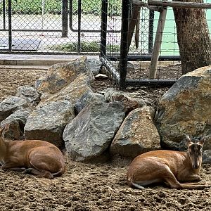 Indian Muntjac - Lion Park