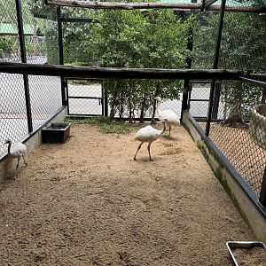 Rhea Aviary - Lion Park
