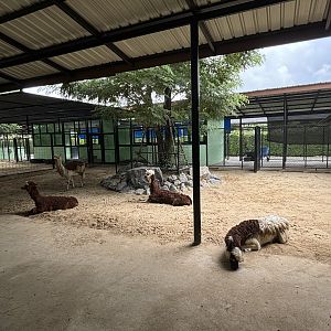 Alpaca Exhibit - Lion Park