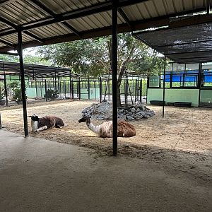 Llama Exhibit - Lion Park