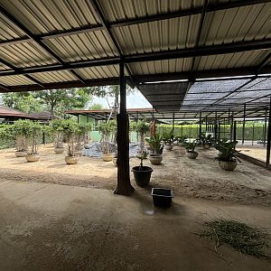 Red Kangaroo Exhibit - Lion Park