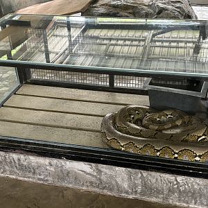 Reticulated Python - Lion Park