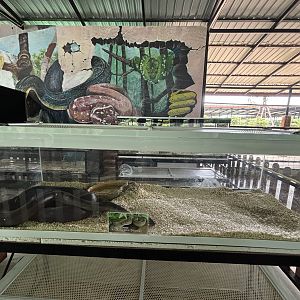 Olive Python - Lion Park