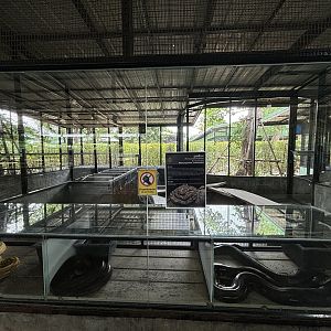 Various Python Tanks - Lion Park