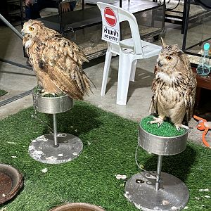Eurasian Eagle Owls - Lion Park