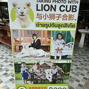 Pet a Lion Cub! - Lion Park