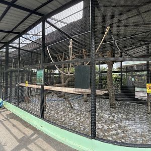 Red-shanked Douc Langur Exhibit #1 - Lion Park