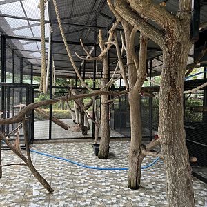 Red-shanked Douc Langur Exhibit #1 - Lion Park